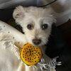 mookiedooky